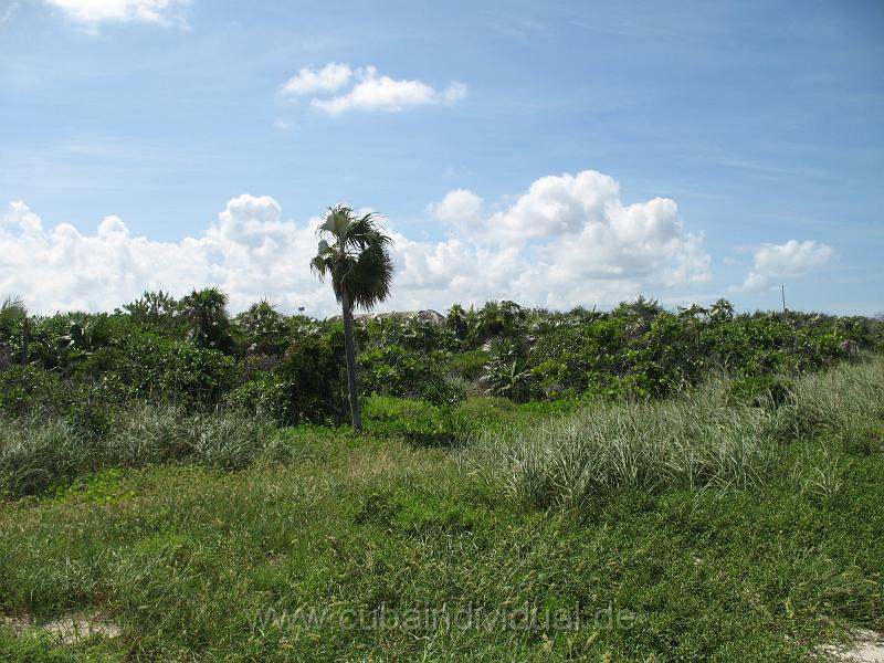 7050 Cayo Coco - Hotel Melia .JPG